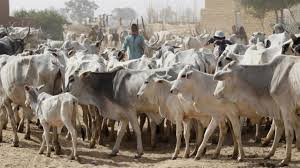 Open Grazing Ban: Miyetti Allah Finally Bows to Pressure, Backs Southern Governors