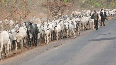 Miyetti Allah Is Behind Armed Killer Fulani Herdsmen – Northern Cattle Dealers Declare