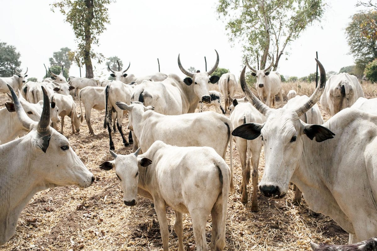 Bayelsa Government Activates Open Grazing Law, Impounds 34 Cows