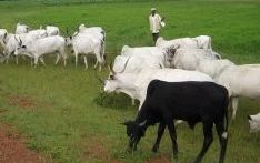 Miyetti Allah Gives Southern Governors Condition To Accept Open Grazing Ban