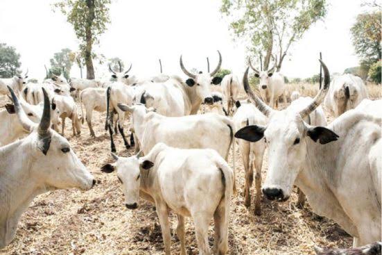 Katsina Govt Plans To Introduce Levy For Cattle Owners, States Yearly Price Per Cow
