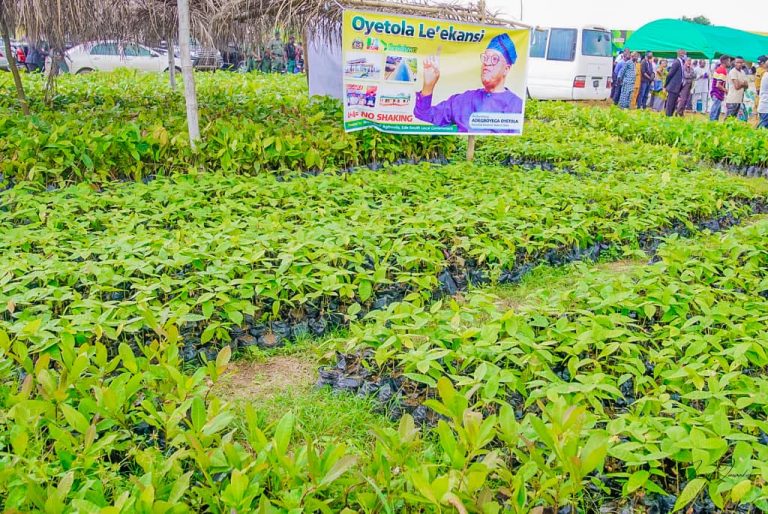 Osun state govt distributes 100,000 cocoa seedlings, limes, agro-chemicals, other farm imputs to farmers