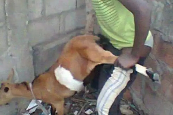 Drama As 25-Year-Old Man Lands In Trouble For Allegedly Having Sex With Goat In Jigawa