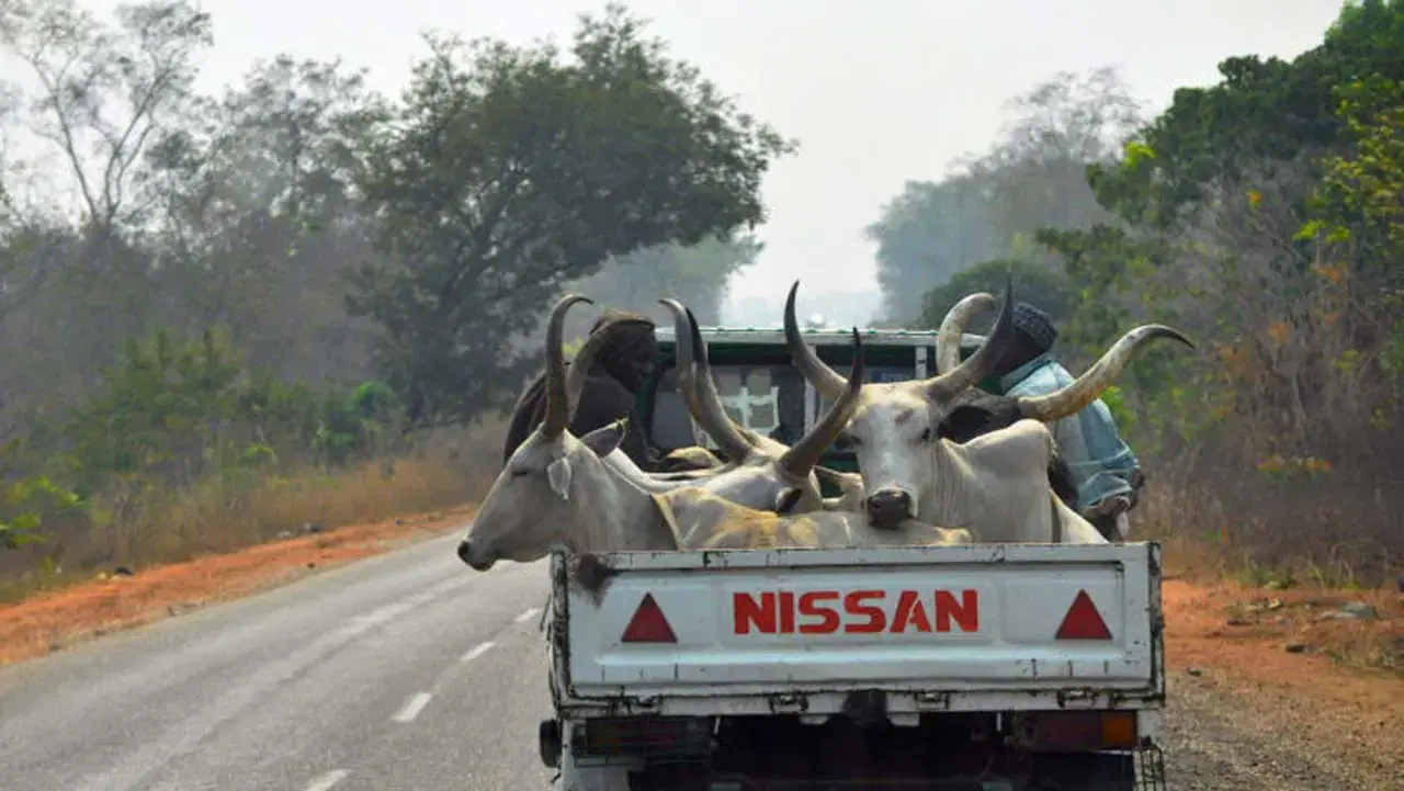 Masari bans transportation of cattle from Katsina to other states