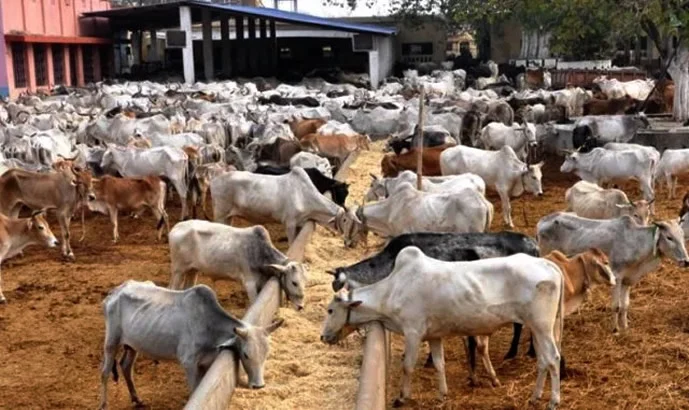 Police seize 558 cattle from rustlers in Ekiti