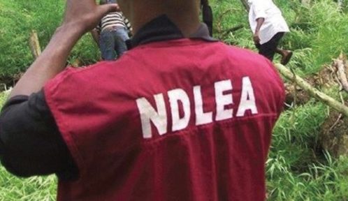 Kaduna Drug Bust: NDLEA Detains 103 Suspects, Seizes 1,458.709Kg of Illicit Substances in Operation