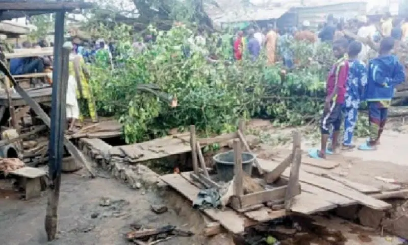 Oyo: Tree crushes four traders to death during downpour