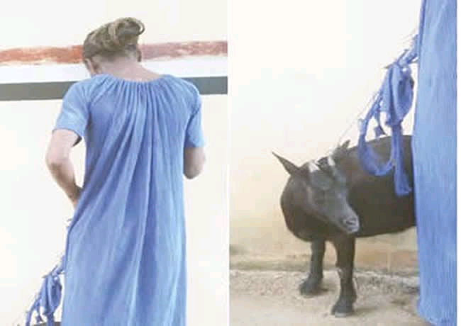 Housewife lands in trouble For Stealing Goat in Osun