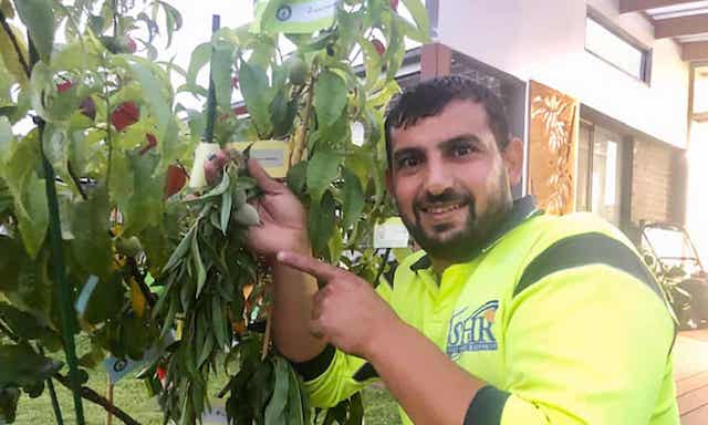 Tree bears 10 different fruits: Grafter wins Guinness Record
