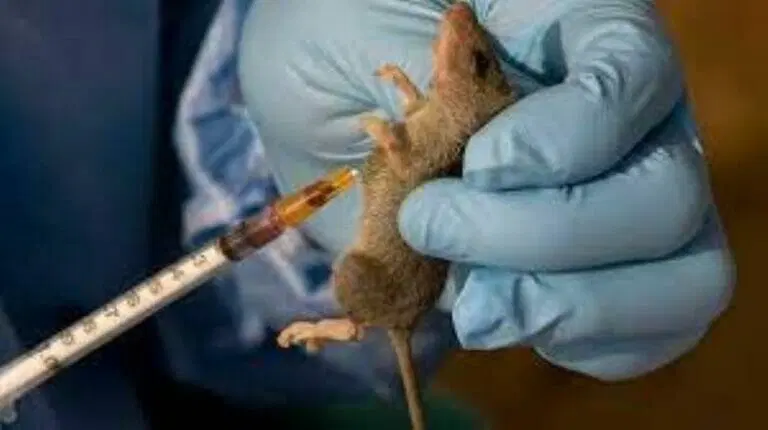 Two doctors, pregnant woman die of Lassa fever in Nasarawa