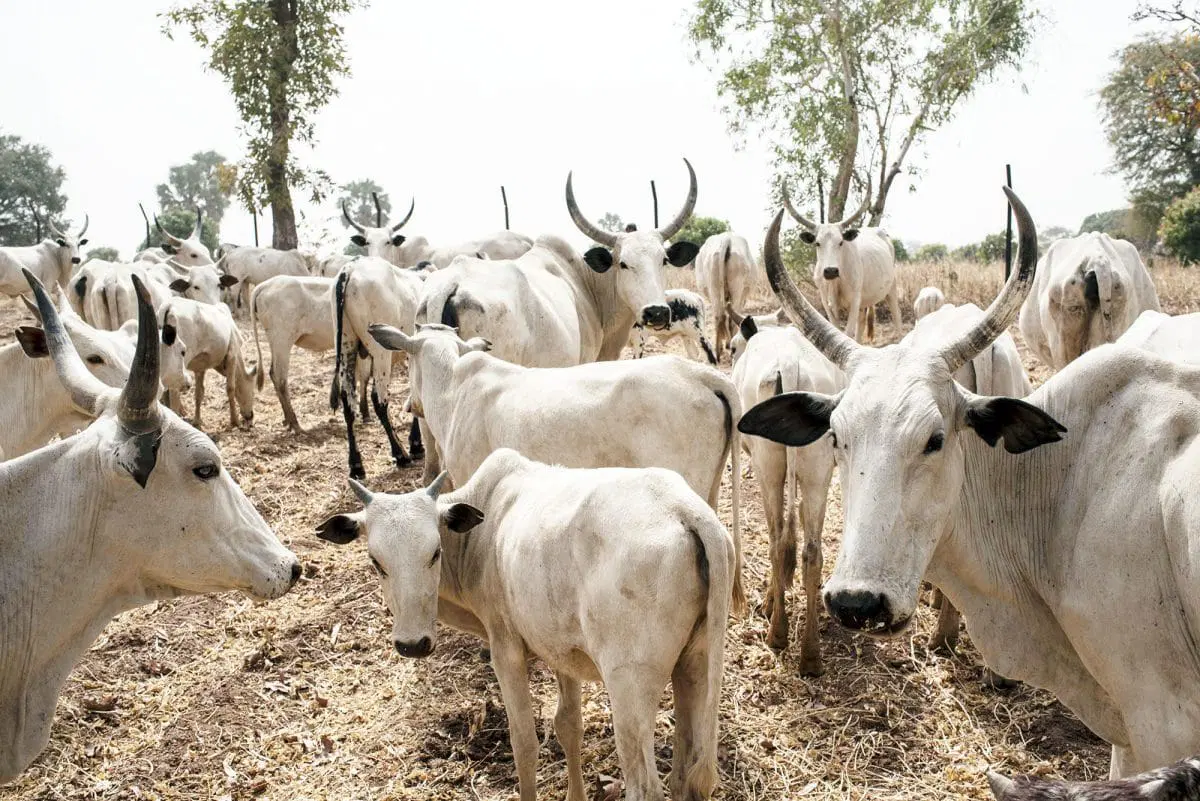Police Arrest 2 For Cow Theft In Jigawa