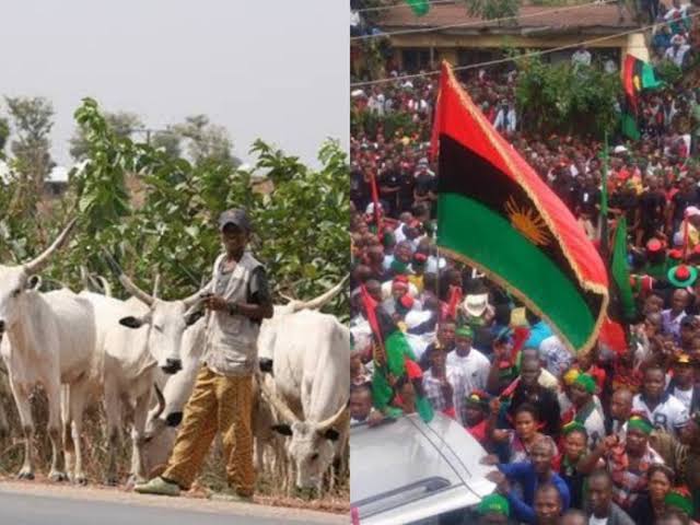 BREAKING: IPOB Bans Fulani Cows In Southeast