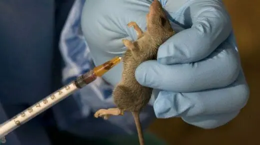 NCDC Records 42 New Lassa Fever Cases In One Week