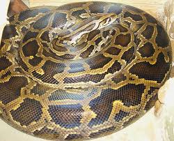 Delta: Varsity claims Python’s sacred and harmless after chasing students from hostel