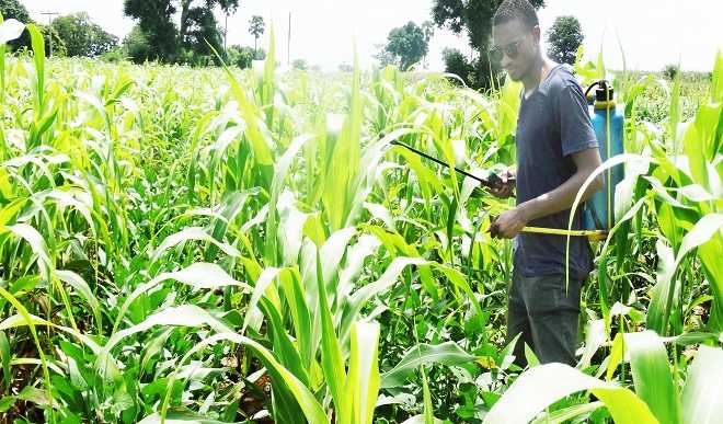 Nigerian Government Trains 120 Cassava Farmers In Pest Control