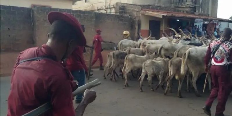 Nigerian Army, Amotekun Operatives ‘Clash’ Over Seized Cows In Ondo