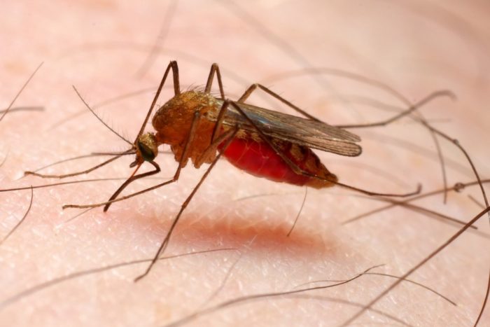 Malaria still a public health threat- WHO