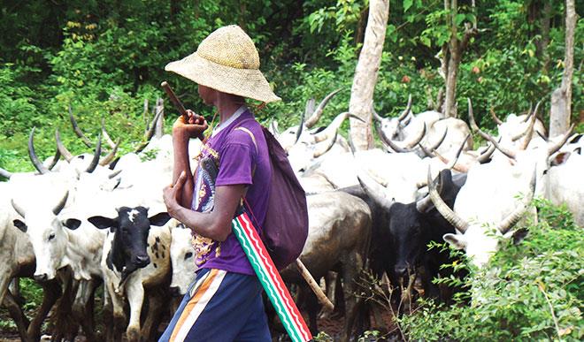 Govt instructs residents in Kogi not to eat cow meat for 1 week