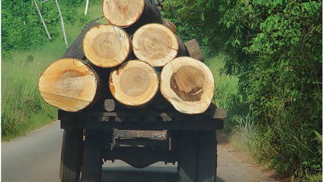 How ignorance, poverty drive illegal logging, deforestation in Ekiti communities