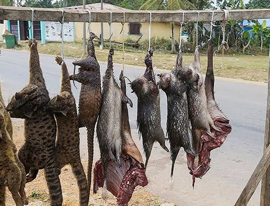 Monkypox: FG bans bush meat, importation of wild animals