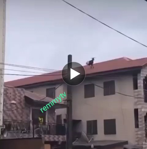 Video: Ram meant for Sallah reportedly escapes to the rooftop of three-storey house in Lagos