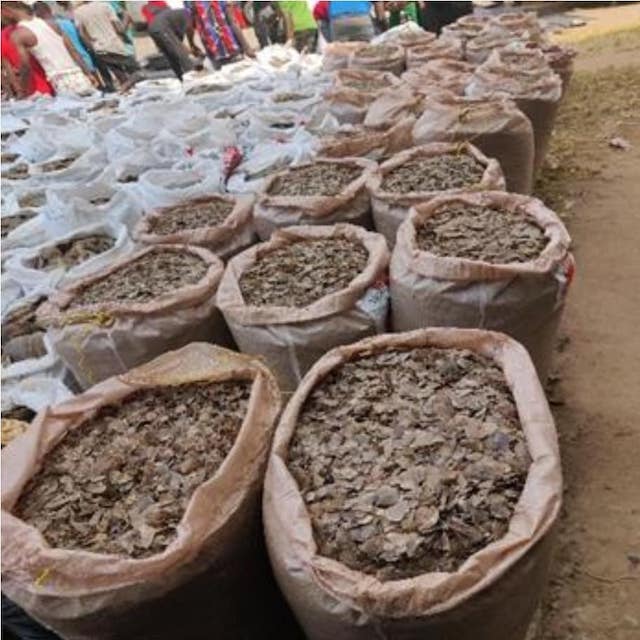 Just In: Customs busts Pangolin scales traffickers, 3 Vietnamese, 5 others arrested