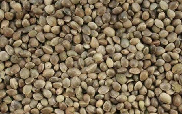 BREAKING: Nigeria eyes OECD membership to boost seeds export