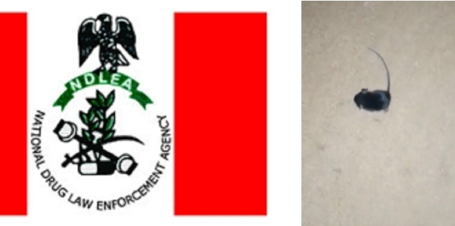 Drama as Rat misbehaves after consuming cannabis at NDLEA office