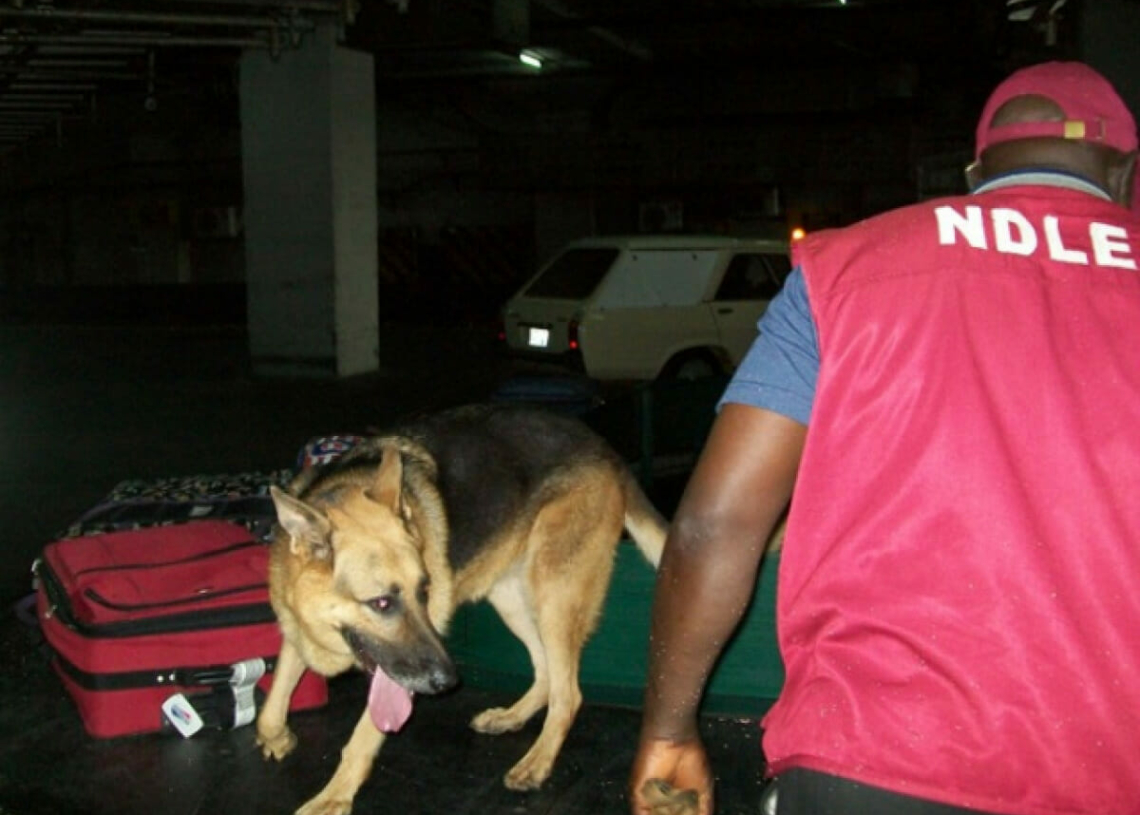 Shehu Sani to NDLEA: Keep sniffer dogs away from dog eaters