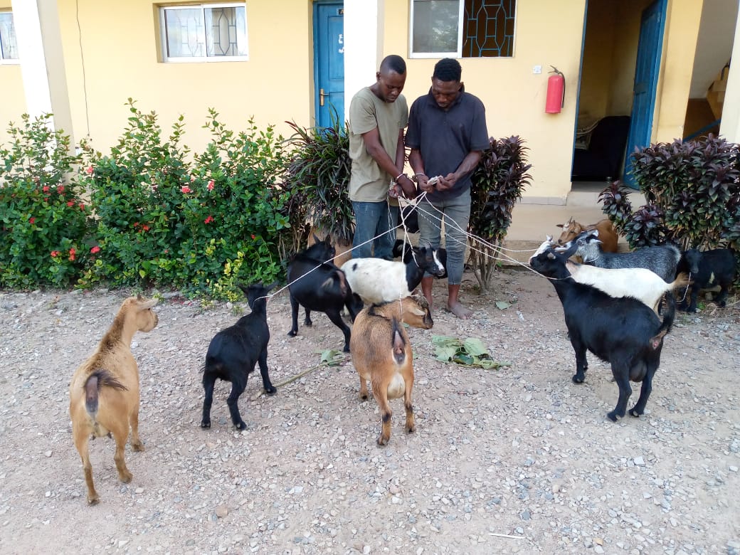 2 Men Land In Trouble For Stealing 15 Goats In Osun