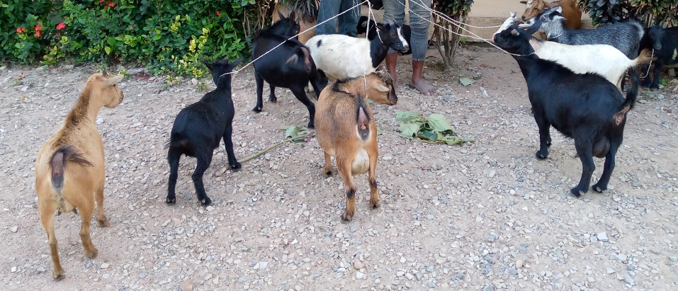 Police Invite Osun Residents To Claim Ownership Of Goats Recover from Robbers