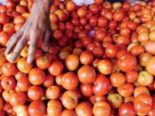 Nigerians Families Groan As Price Of Tomatoes Soar