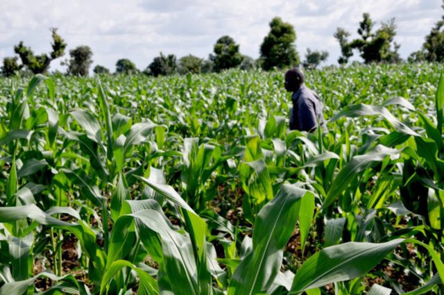 Agric expert: You can adopt technology to reduce post-harvest losses