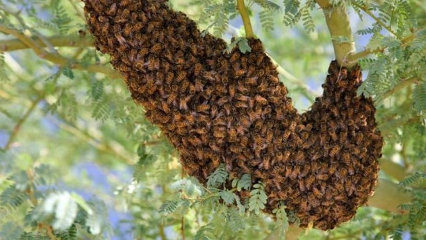 Bees reportedly kill six passengers after road crash