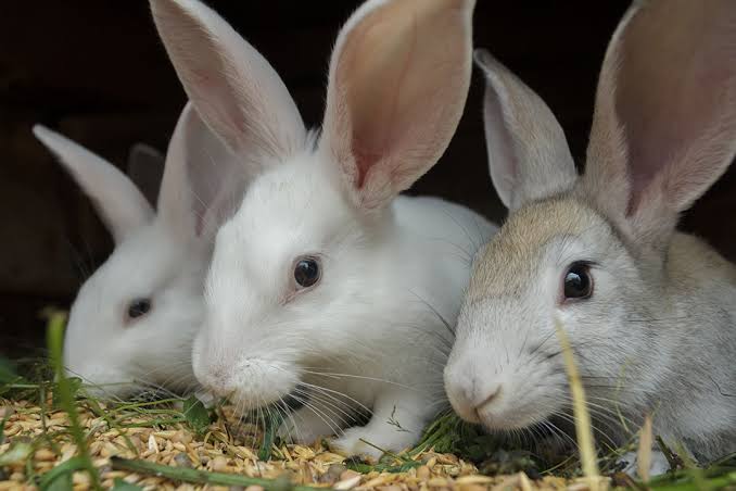 Details On How to Start a Rabbit Farming Business