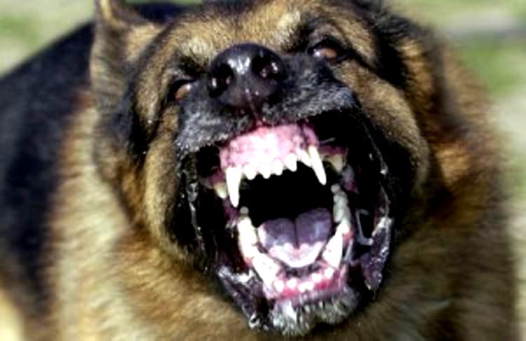 Suspected human rabies case causes scare in Kaduna— Report