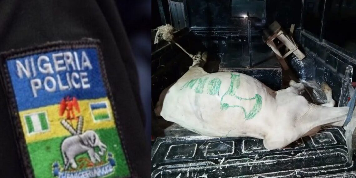 Cultist Day celebration: Police arrest cow belonging to cultists in Osun