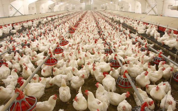 PAN: Poultry farms shutting down over high maize price 