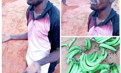 I haven’t eaten for days – Plantain thief caught in Ogun state Opens Up