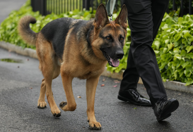 Police Issue Warning To Dog Owners, Here’s Why