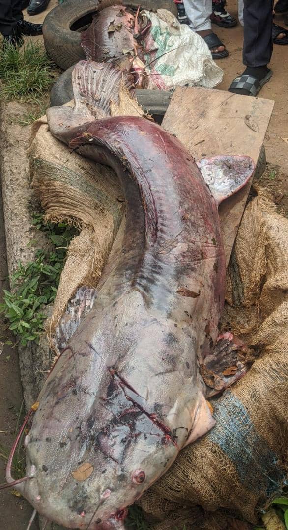PHOTOSPEAK: Very Large Fish At Lameco-Osogbo