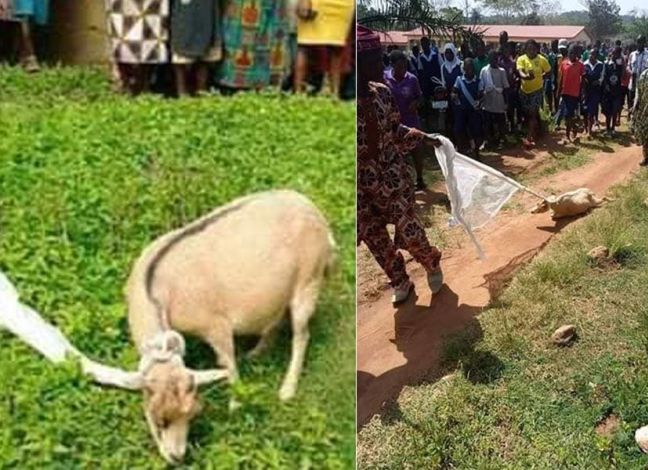 Inside Kwara as Goat gives birth to half-human-half-goat