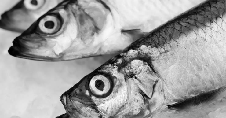No more N20 fish – Traders declares