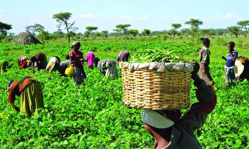 FG subsidises agricultural inputs as dry season farming commences