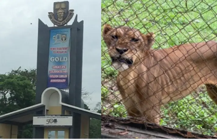Tension as Lion attacks, kills OAU zoo keeper
