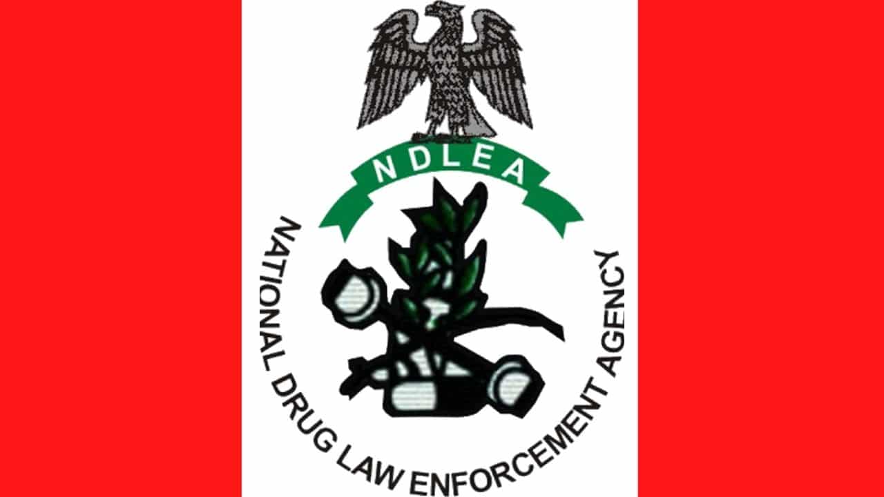 NDLEA busts 319 suspects, seizes 4.7 tonnes of illicit drugs in Kano— Report
