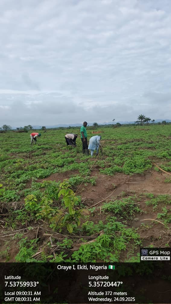 Ekiti Govt Revives Forestry Sector to Drive Economy, Climate Action